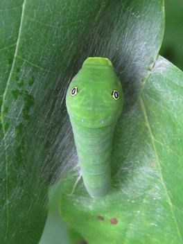 Eastern Tiger
Swallowtail Caterpillar